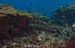 Reef scene.  Notice goatfish with cleaner wrasse. Big Isl... by Bill Arle 
